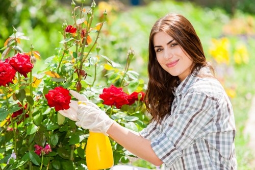 Maintained shrubs improving curb appeal in Edmonton