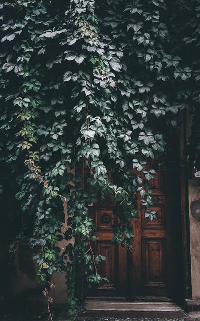 A dense wall of green ivy with dark, glossy leaves cascading down and partially covering a wooden garden door. The ivy appears healthy and robust, with some tendrils and leaves extending beyond the ma