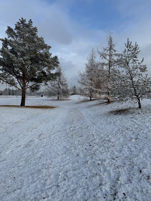 A snow-covered park scene featuring several trees with varying shapes and sizes; some trees have sparse, needle-like leaves, while others are leafless, revealing their bare branches. The ground is bla