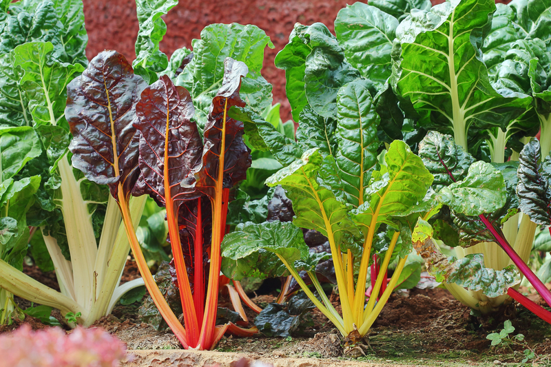 garden yard